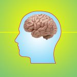 human head and brain infographic